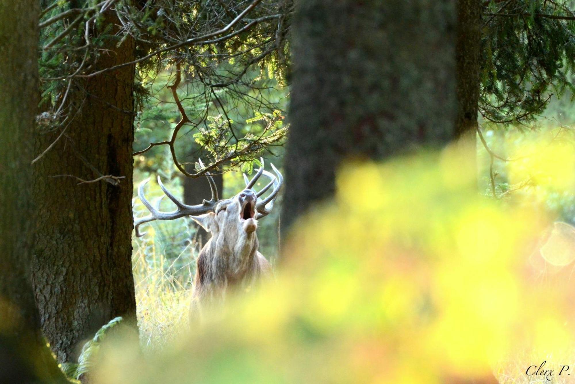 فيلا Les 12 Bois Du Cerf Tailles المظهر الخارجي الصورة